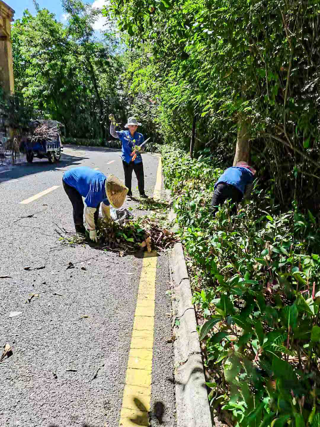 小区绿化养护 小区绿化养护