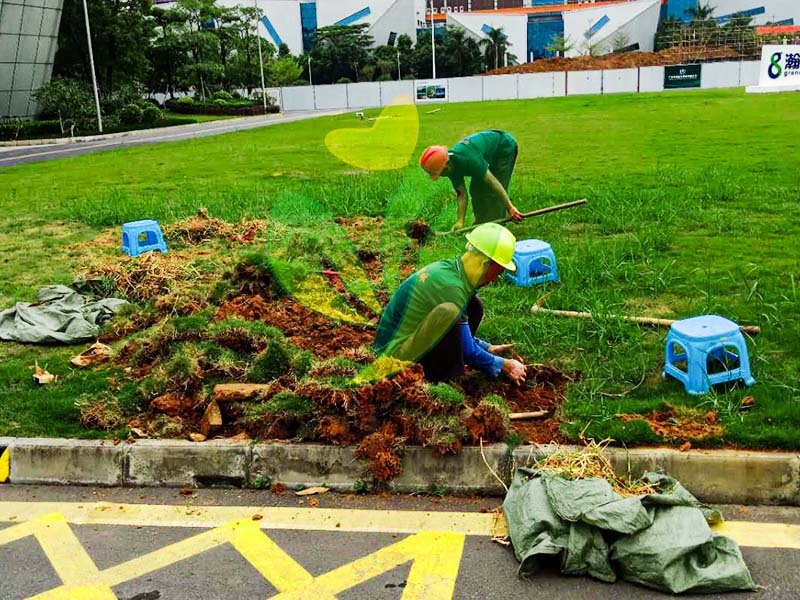 工厂绿化养护 工厂绿化养护