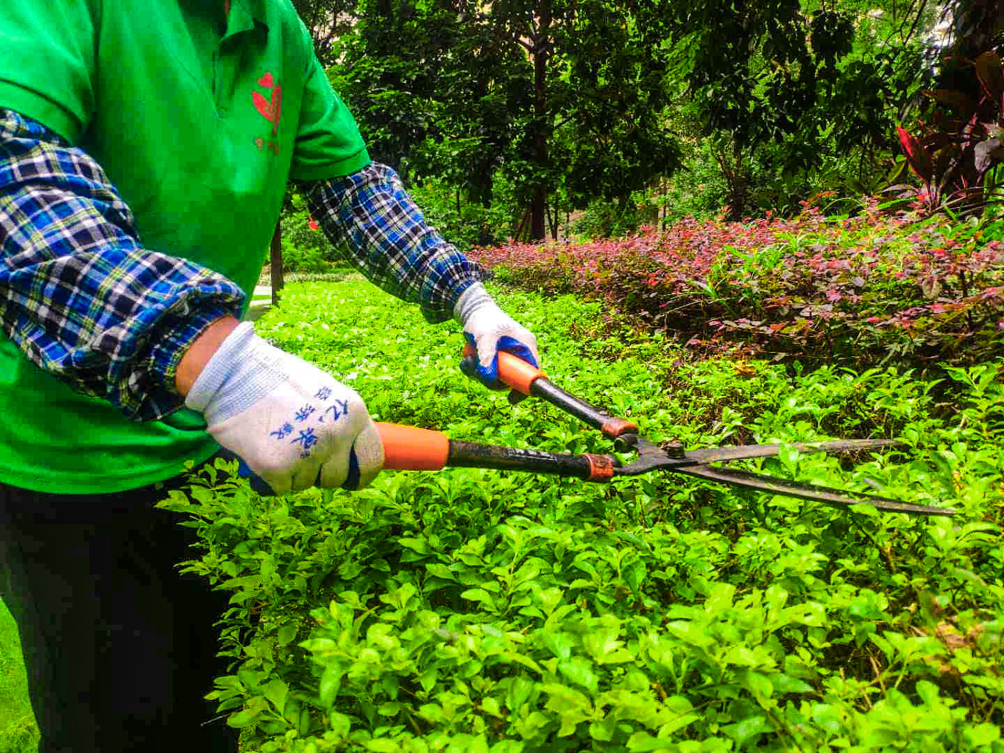 小区绿化养护,绿化养护 小区绿化养护,绿化养护