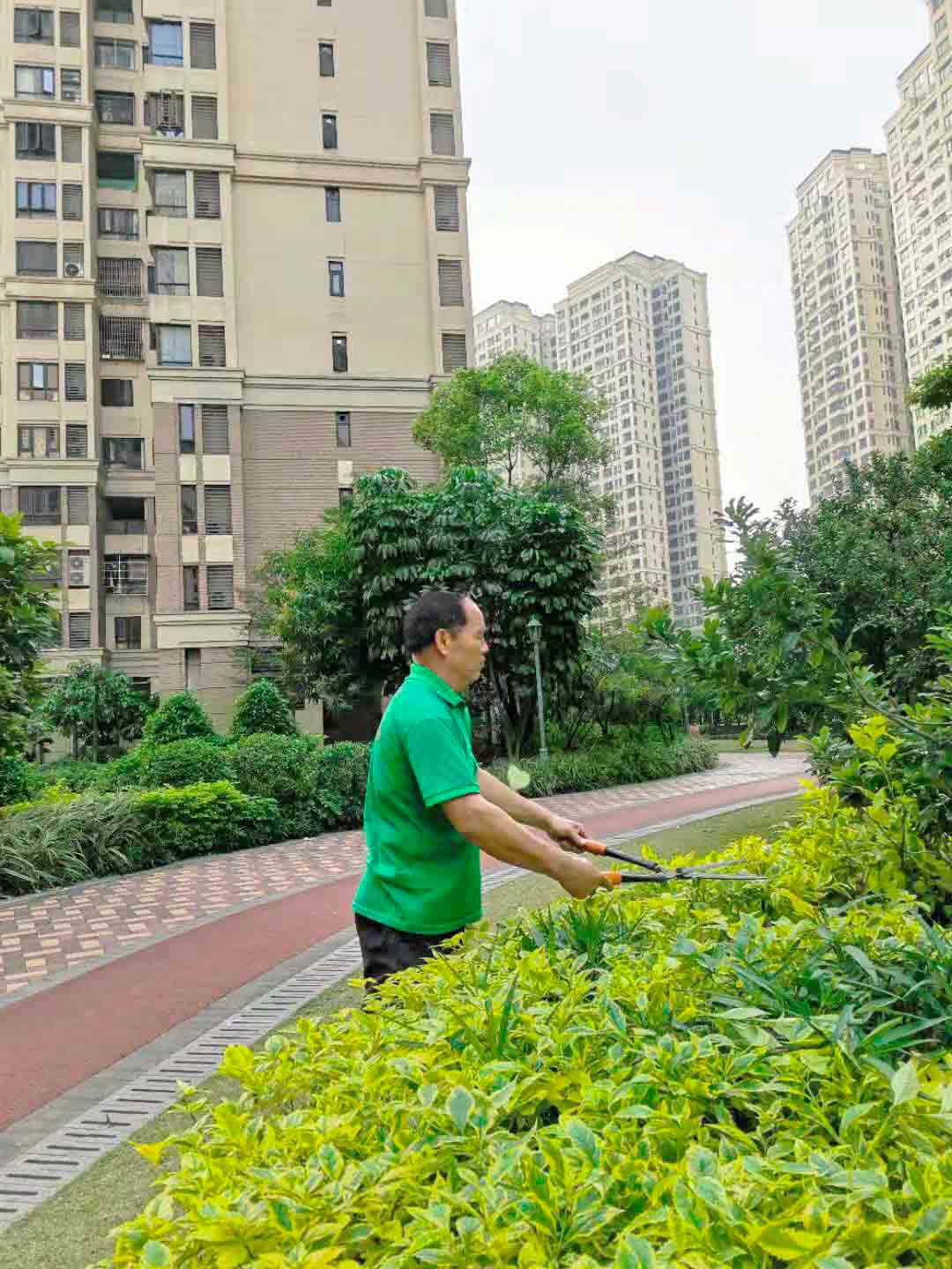 东莞绿化公司,修剪