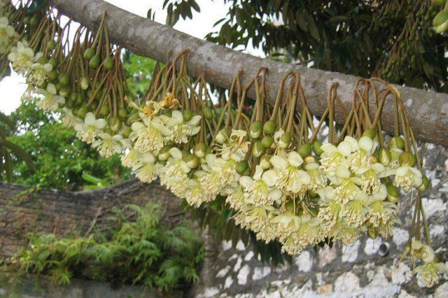 深圳绿化公司，榴莲