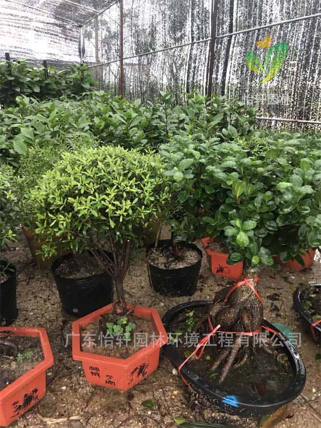 绿化苗木