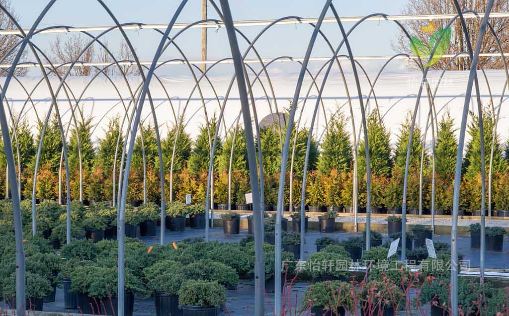绿化苗木