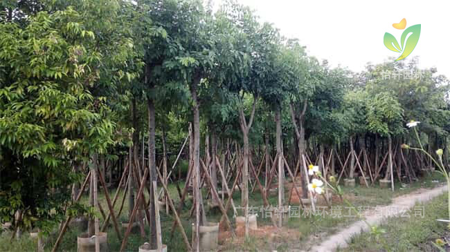 绿化苗木