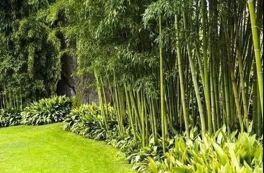 庭院景观设计,庭院景观设计,竹子