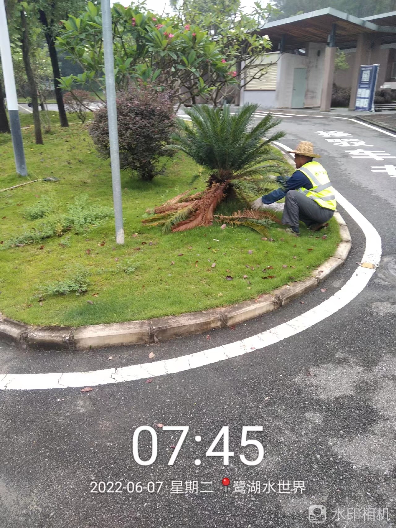 园林绿化,绿化养护,干旱