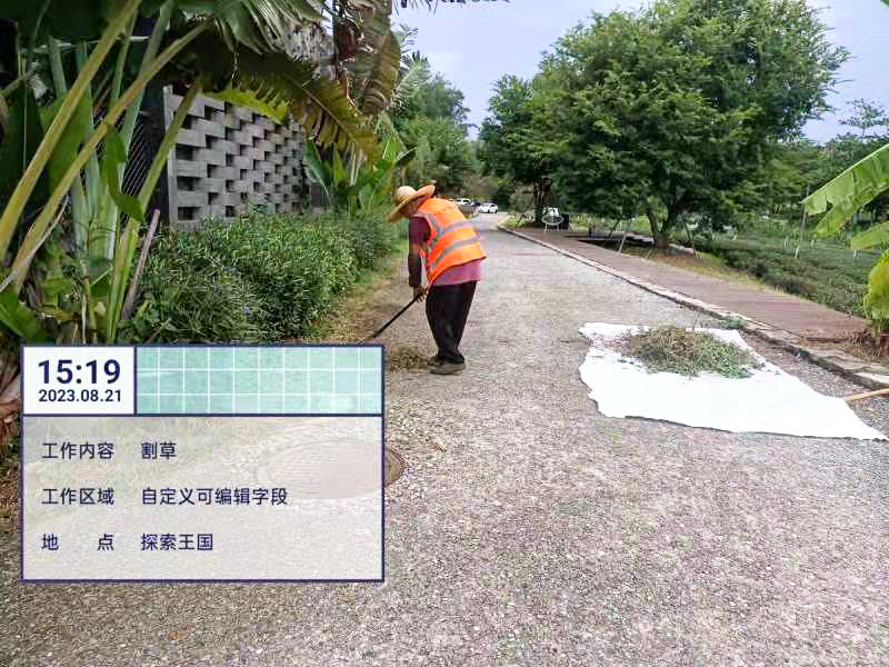 绿化养护,桂花